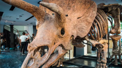 Скелет одного з найбільших трицератопсів у світі виставили на аукціон