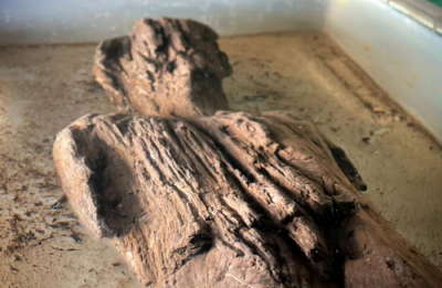 В Англії знайшли рідкісні римські деревʼяні фігури